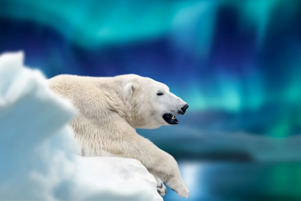 oso polar tumbado en un glaciar con auroras boreales Churchill Manitoba
